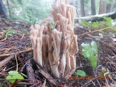 Ramaria acrisiccescens