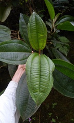 Miconia galeottii