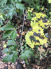 Populus alba