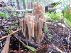 Ramaria acrisiccescens