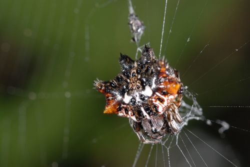 Asian Spinybacked Orbweaver