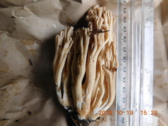 Ramaria acrisiccescens