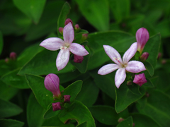 Houstonia montana