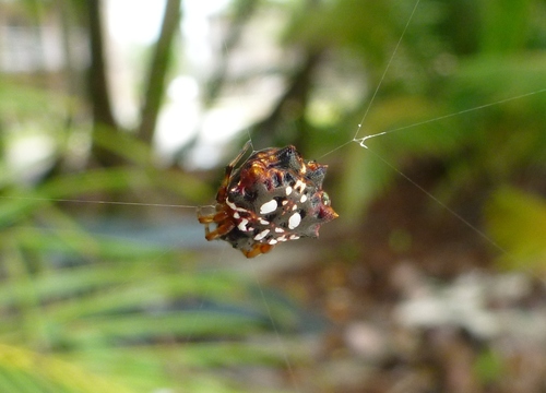 Asian Spinybacked Orbweaver