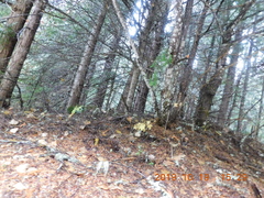 Ramaria acrisiccescens