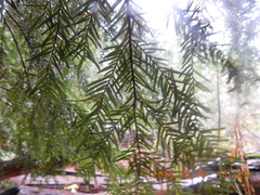 Ramaria acrisiccescens