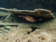 Heteropriacanthus cruentatus