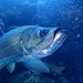 Atlantic Tarpon - Photo (c) Rachel Andres-Beck, some rights reserved (CC BY-NC), uploaded by Rachel Andres-Beck
