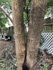 Morus alba