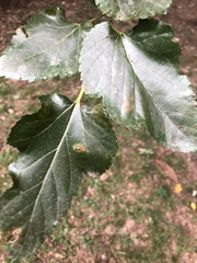 Morus alba