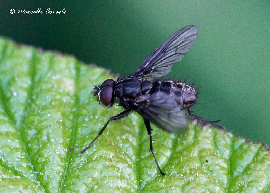 Helina latitarsis