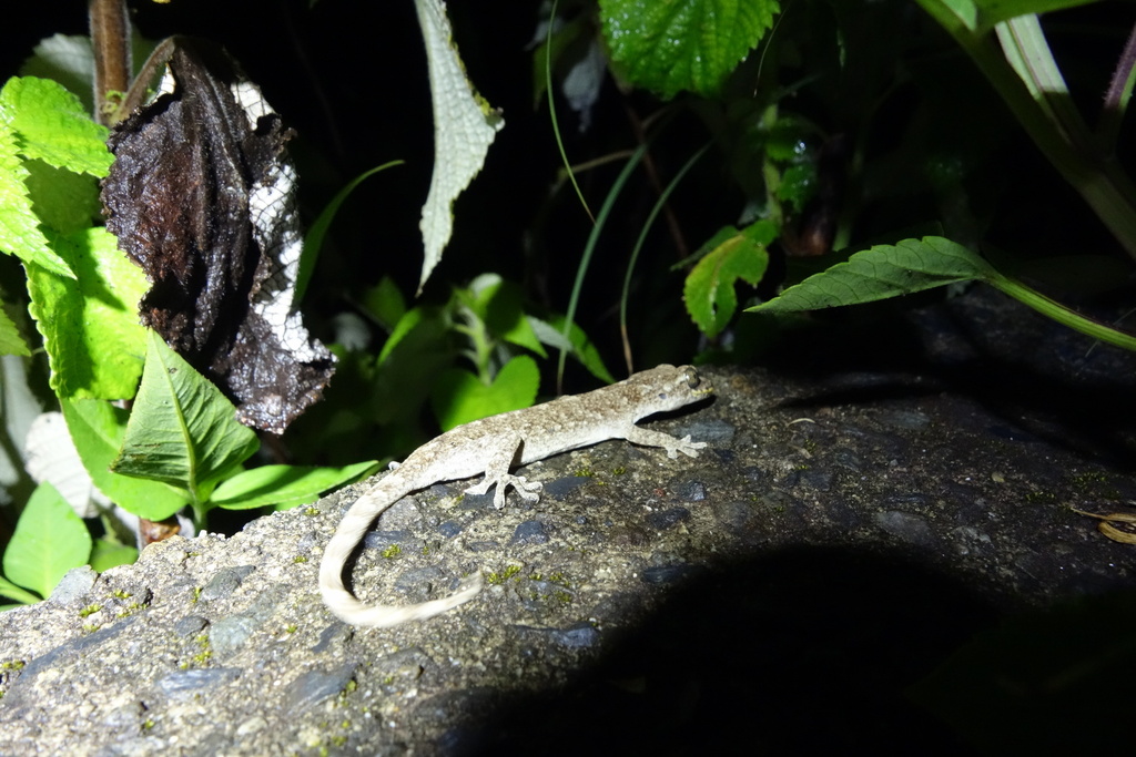Takarajima Island Gecko in July 2025 by taisha568 · iNaturalist
