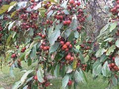 Malus