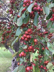Malus