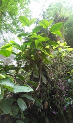 Miconia galeottii