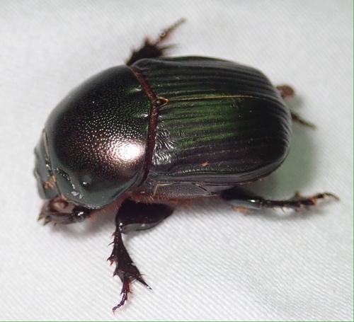 Onitis viridulus · iNaturalist Mexico