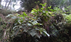 Miconia galeottii