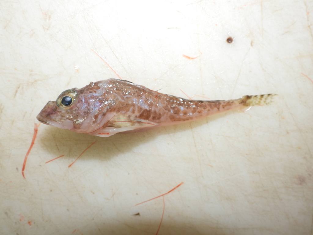 spatulate sculpin