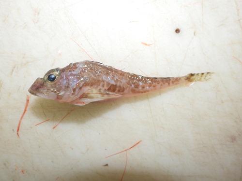 spatulate sculpin