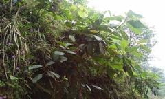 Miconia galeottii