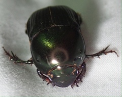 Onitis viridulus