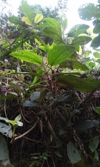 Miconia galeottii
