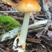 Amanita fulva - Photo (c) Fluff Berger, some rights reserved (CC BY-SA), uploaded by Fluff Berger