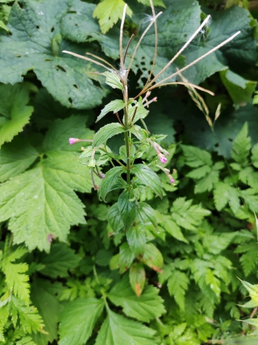 Epilobium alpestre, photograph 3