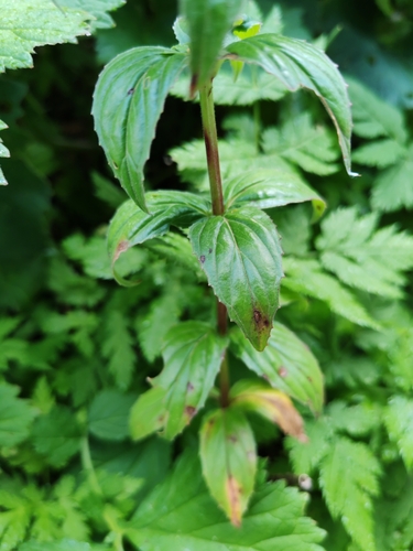 Epilobium alpestre, photograph 4