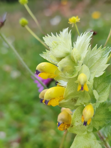 Freyn's Rattle (Rhinanthus freynii)