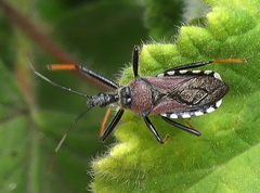 Rhynocoris erythrocnemis