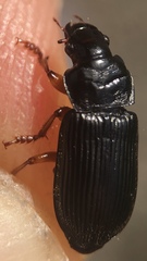 Anisodactylus binotatus