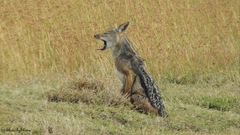 Lupulella mesomelas schmidti
