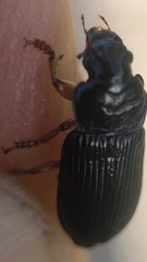 Anisodactylus binotatus