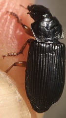 Anisodactylus binotatus