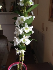 Dendrobium