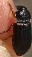 Anisodactylus binotatus