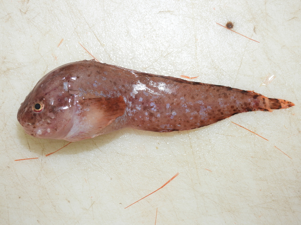 nebulous snailfish