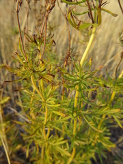 Veronica austriaca jacquinii