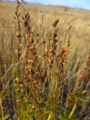 Veronica austriaca jacquinii