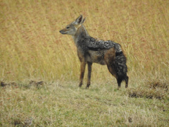 Lupulella mesomelas schmidti