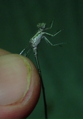 Pseudagrion coeleste