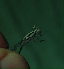 Pseudagrion coeleste