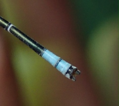 Pseudagrion coeleste