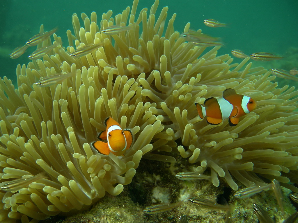 Anemone Demoiselle