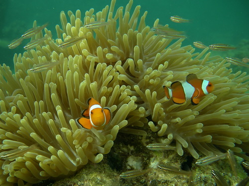 Clownfish
