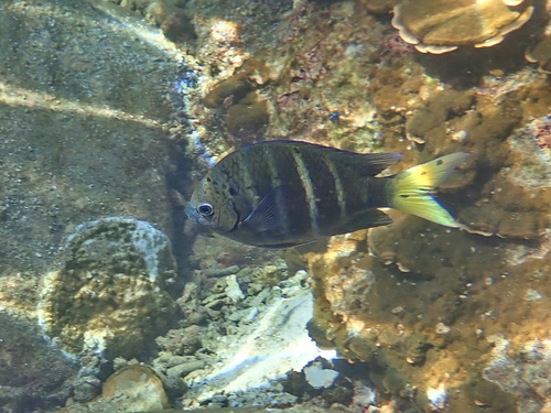 Yellowtail Sergeant (Abudefduf notatus)