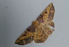 Xenographia adustata