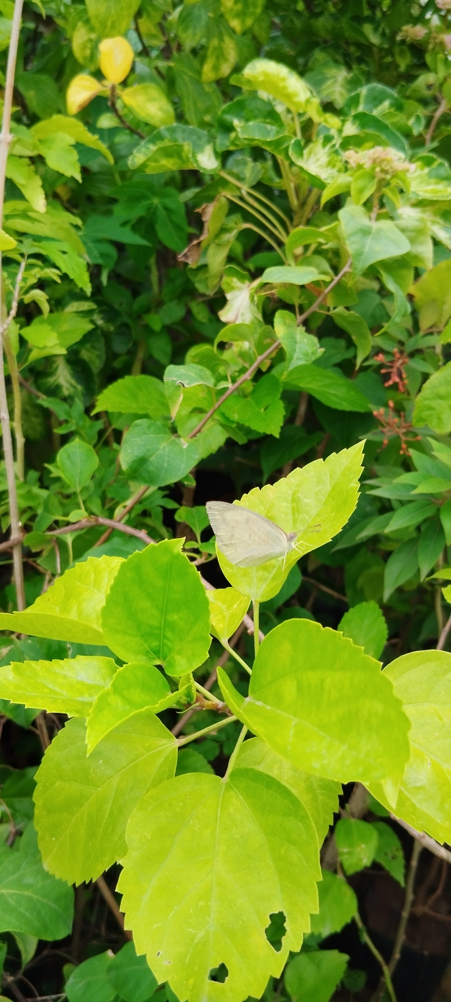 Mottled Emigrant