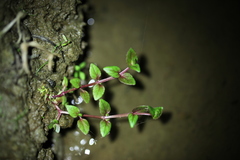 Torenia anagallis